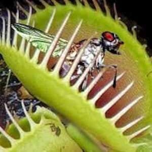 SALE 20 Venus fly trap seeds meat eating plant fun to watch High quality seed Plus free gift Limited supply Order Now