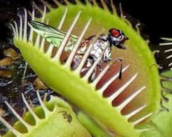 SALE 20 Venus fly trap seeds meat eating plant fun to watch High quality seed Plus free gift Limited supply Order Now