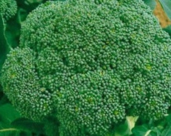 25 Broccoli Waltham Seed Non GMO  Sweet and easy to grow plant Limited Supply Order Now