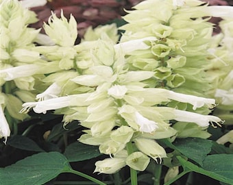 30 Salvia White Swan flower seed perennial Showy flowers and easy to grow Plant Patio or garden Limited Supply Order Now