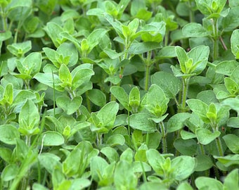 50 Oregano Herb Seeds Origanum Vulgare perennial Aromic and easy to grow plant in garden or patio Limited supply Order Now