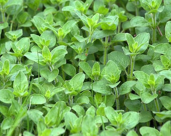 Hierba de orégano 2 PAQUETES de 50 semillas Origanum Vulgare planta perenne aromática para el hogar o el jardín ¡Además, regalo gratis! Cantidad limitada ¡Ordene ahora!