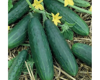 20 Cucumber Space master seed Non GMO Sweet  Great for trellis or patio garden Limited Supply Order