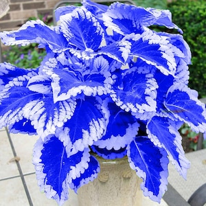 コリウス ブルー レア 20 個の花の種子。家庭菜園の種を植えるための楽しく簡単に育てられる種子。無料ギフト付き。数量限定。今すぐ注文!