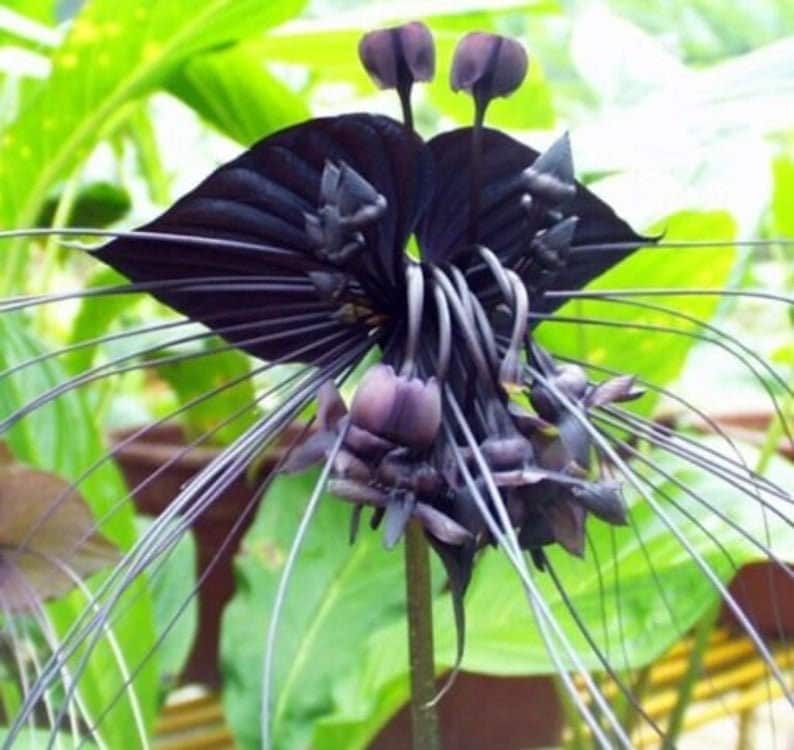 Black Orchid Flower Seeds, Transform Your Gardening