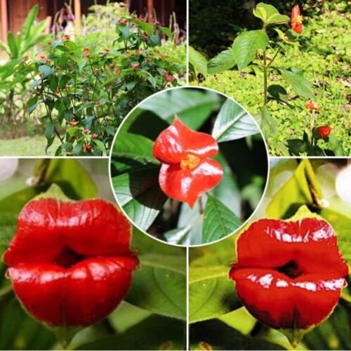 Red Lip Flowers 20 Seeds & 20 Gerber Daisy Seeds, LimitedSupply Order Now!