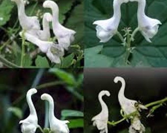 SALE 100 White Swan Orchid flower seeds and 20 Flying Duck Orchid seeds High Quality seed  nice home plant limited  fast shipping Order now