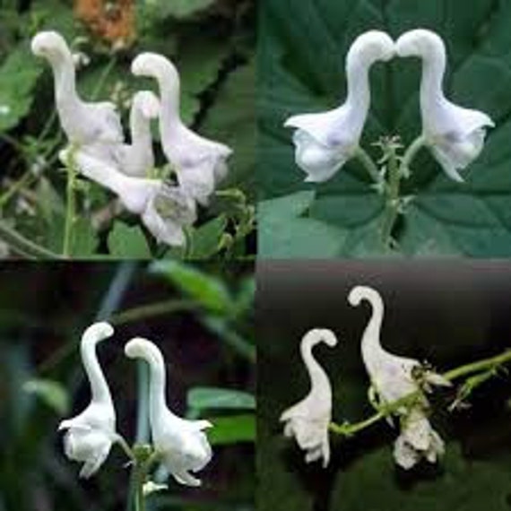 10 Parrot Orchid Flower seeds and 20 Egret orchid flower seed Plus Free Gift Nice home plant Decor Fast shipping Order now limited supply 10 Parrot Orchid Flower seeds and 20 Egret orchid flower seed Plus Free Gift Nice home plant Decor Fast shipping Order now limited supply