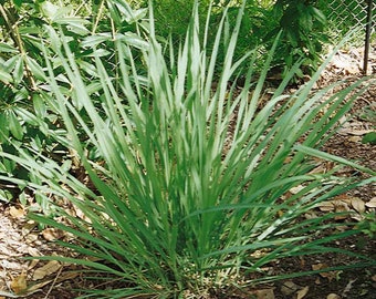 25 Lemon grass perennial Herb Aromatic and flavorful .Easy to grow on patio or garden Limited supply Order Now