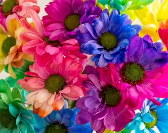 SALE! 20 Rainbow Chrysanthemum Flower Seed Rare Fun to grow Quality seed and Limited supply Order Now