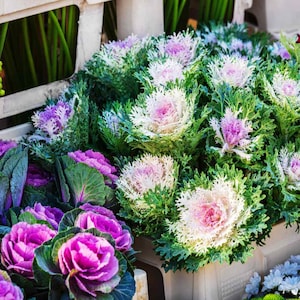 30 Ornamental Kale Mix Fun, easy to grow Fresh Quality seed Hardy big crops Nice for patio or garden Plus free gift Limited supply Order Now