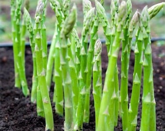 20 Asparagus Mary Washington seeds Non GMO Delicious and easy to grow plant on patio Limited Supply Order now