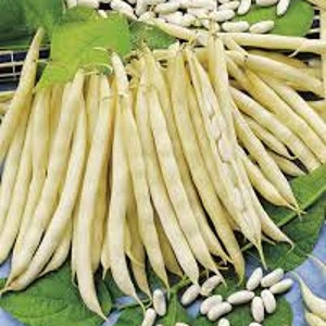 15 Italian Bean cannellini seed Fagiolo Nano Non GMO USA Shipping Only tasty Grow on trellis or fence Limited Supply Order Now imagem 1