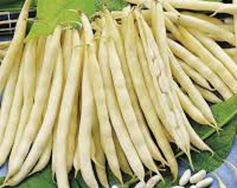 15 Italian Bean cannellini   seed  Fagiolo Nano Non GMO USA Shipping Only tasty Grow on trellis  or fence Limited Supply Order Now