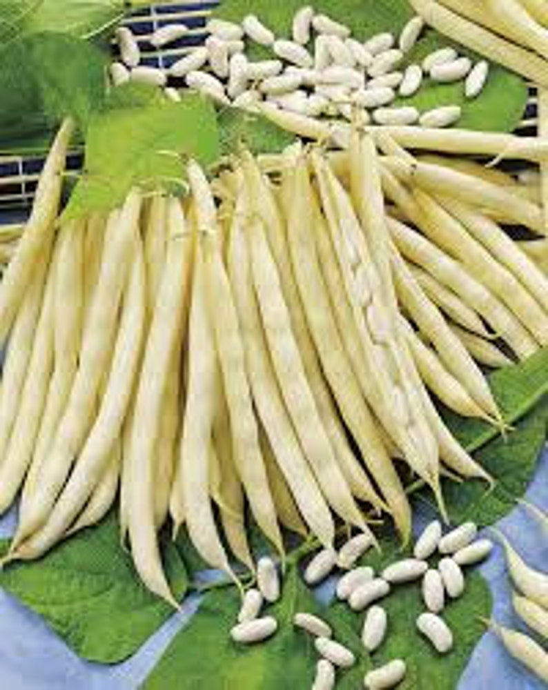 15 Italian Bean cannellini seed Fagiolo Nano Non GMO USA Shipping Only tasty Grow on trellis or fence Limited Supply Order Now imagem 1