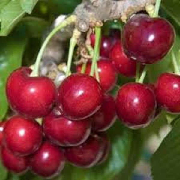 10 Dwarf Bing Cherry  tree seeds sweet edible plus 10 Dwarf Bonsai Blueberry seeds sweet Plus free gift  home or patio plant  Order Now