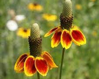 25 Ratibida Mexican hat flower seed Fun and easy to grow plant on patio or garden Limited supply Order Now