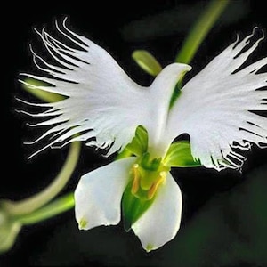 100 White Dove Orchid Flower seed and 20 Laughing Bumblebee seed High Quality seed Plus gift nice home plant limited supply Order now image 1