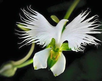 100 White Dove Orchid Flower seed and 20 Laughing Bumblebee seed High Quality seed  + Plus   gift  nice home plant limited supply  Order now