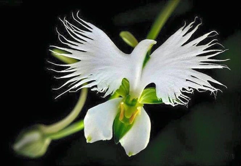 100 White Dove Orchid Flower seed and 20 Laughing Bumblebee seed High Quality seed Plus gift nice home plant limited supply Order now image 1