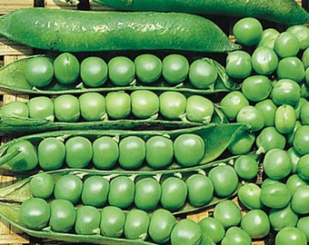 15 pea garden peas Lincoln seeds Non GMO USA Shipping only Sweet and easy plant  to grow on trellis patio or garden Limited Supply Order Now