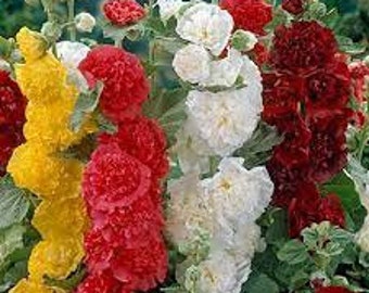 20 Hollyhock Chatters Double Seed Mix Gorgeous colors Easy and fun to grow Can use as cut flowers Limited Supply Order Now