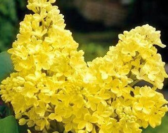 10 Yellow Lilac seed rare Plus 10 purple Lilac seed and 10 white Lilac seed  Can be used as Bonsai Easy to grow Limited Supply Order Now