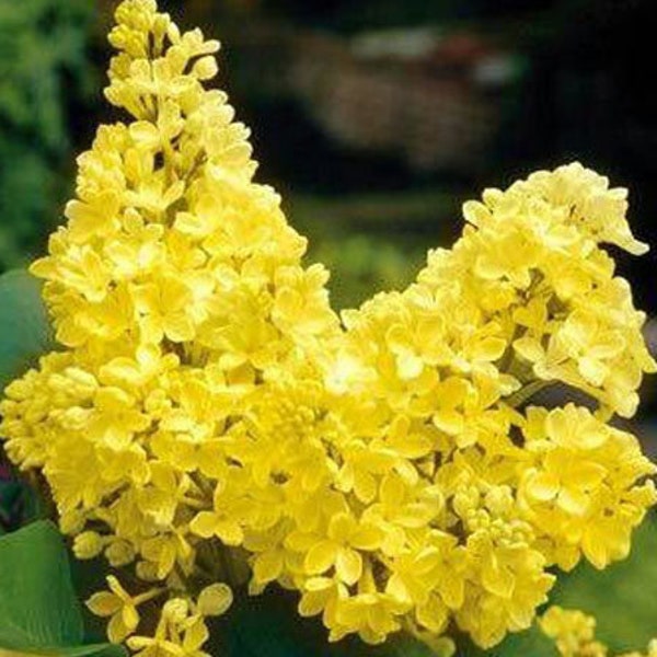 10 Yellow Lilac seed rare Plus 10 purple Lilac seed and 10 white Lilac seed  Can be used as Bonsai Easy to grow Limited Supply Order Now