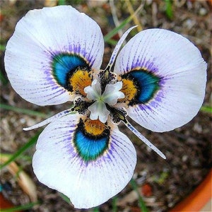 100 Butterfly orchid Flower seed and 20 Egret  Orchid seed High Quality seed  home ,patio Plus free gift limited supply Order Now