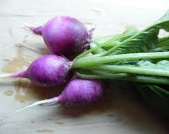 20 Radish Purple plum summer seed Non GMO tasty and easy to grow plant Limited Supply Order Now