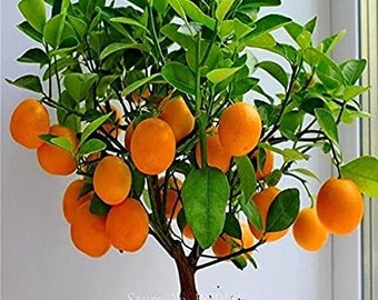 10 Dwerg Navel Oranje Bonsai zaden zoet eetbaar + 10 Dwerg bananenzaad zoet Hoge Kwaliteit zaad + gratis geschenk Beperkt aanbod Bestel nu