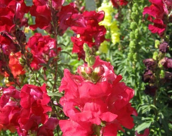 50 Snap dragon Ruby red seed Gorgeous flowers easy and fun to grow on patio or garden Limited Supply Order Now