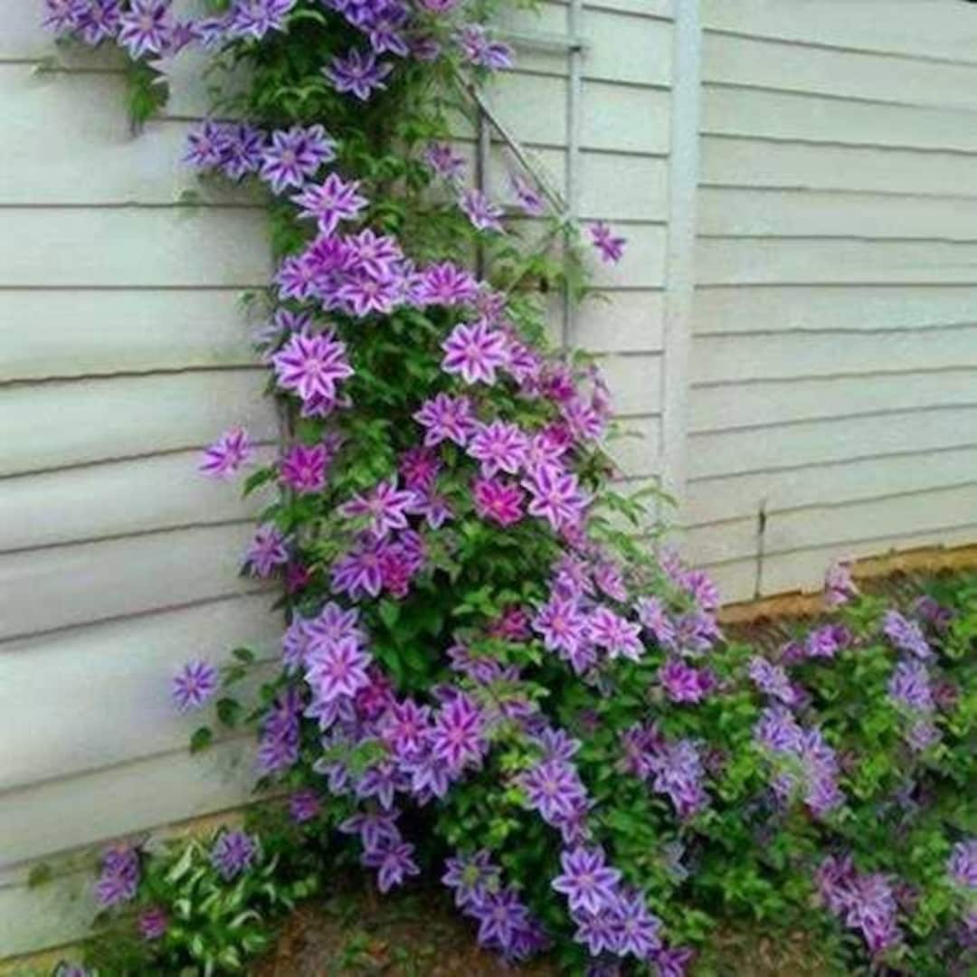 SALE 20 Clematis Vine Flower Seed and 20 Rainbow Chrysanthemum Seed