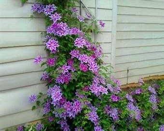 SALE 20 Clematis Vine Flower seed and 20 Rainbow Chrysanthemum Seed Plus free gift seed Easy to grow on home or patio ,Limited Order  Now