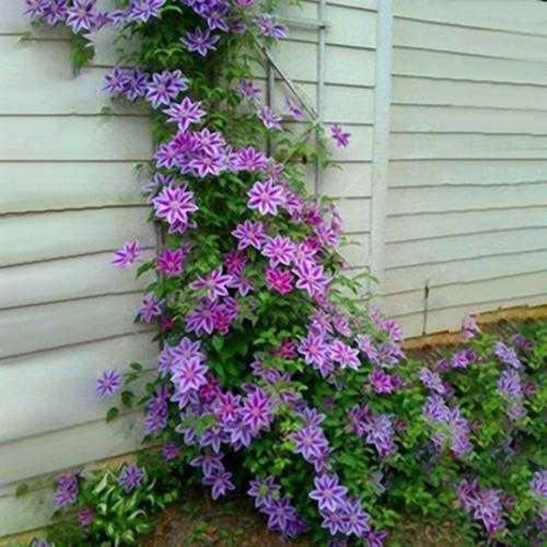 SALE 20 Clematis Vine Flower seed and 20 Rainbow Chrysanthemum Seed Plus free gift seed Easy to grow on home or patio ,Limited Order Now image 1