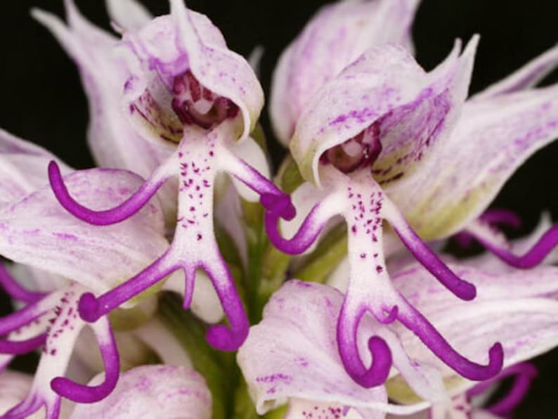 100 Laughing Bumble bee Orchid seed nd 20 Naked man Orchid seed Rare free Gift Nice home plant Limited supply Order now image 2