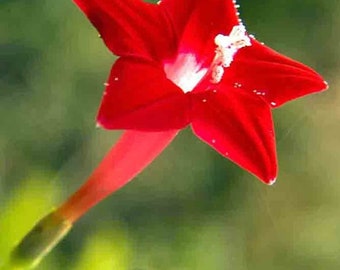 15 Graines de vigne à fleurs grimpantes cardinales Ipomoea Quamoclit Magnifique couleur de fleurs voyantes Amusant et facile à cultiver Approvisionnement limité Commandez maintenant