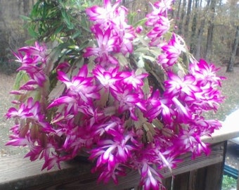 VENTE! 20 graines de fleurs de cactus des fêtes violettes Facile à cultiver Pour la maison ou le patio Approvisionnement limité Commandez maintenant