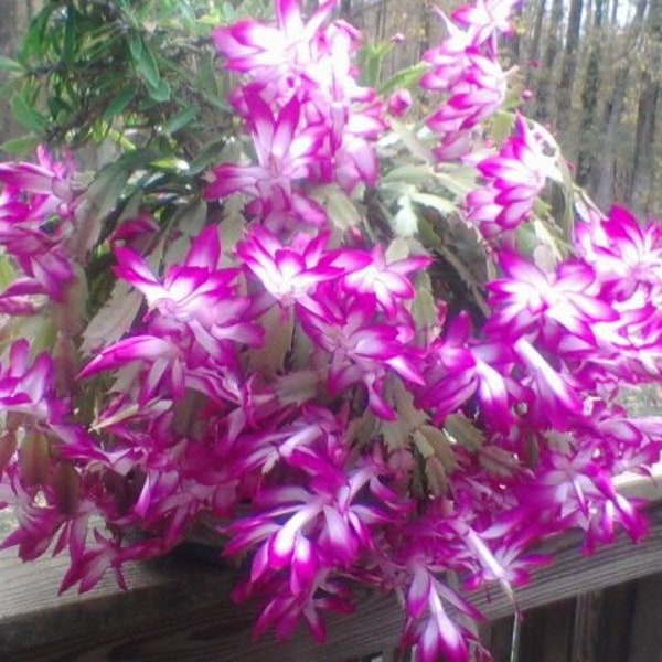 SALE!  20 Holiday Cactus Flower seed purple Easy to grow   For home or patio   Limited supply Order Now