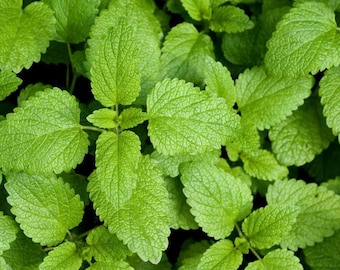 50 Lemon Balm Herb Seed Perennial Robust flavor Easy to grow plant in garden or patio  Limited Supply Order Now