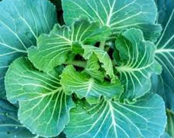 25 Collards Georgia green seeds Tasty and easy to grow plant Limited Supply Order Now