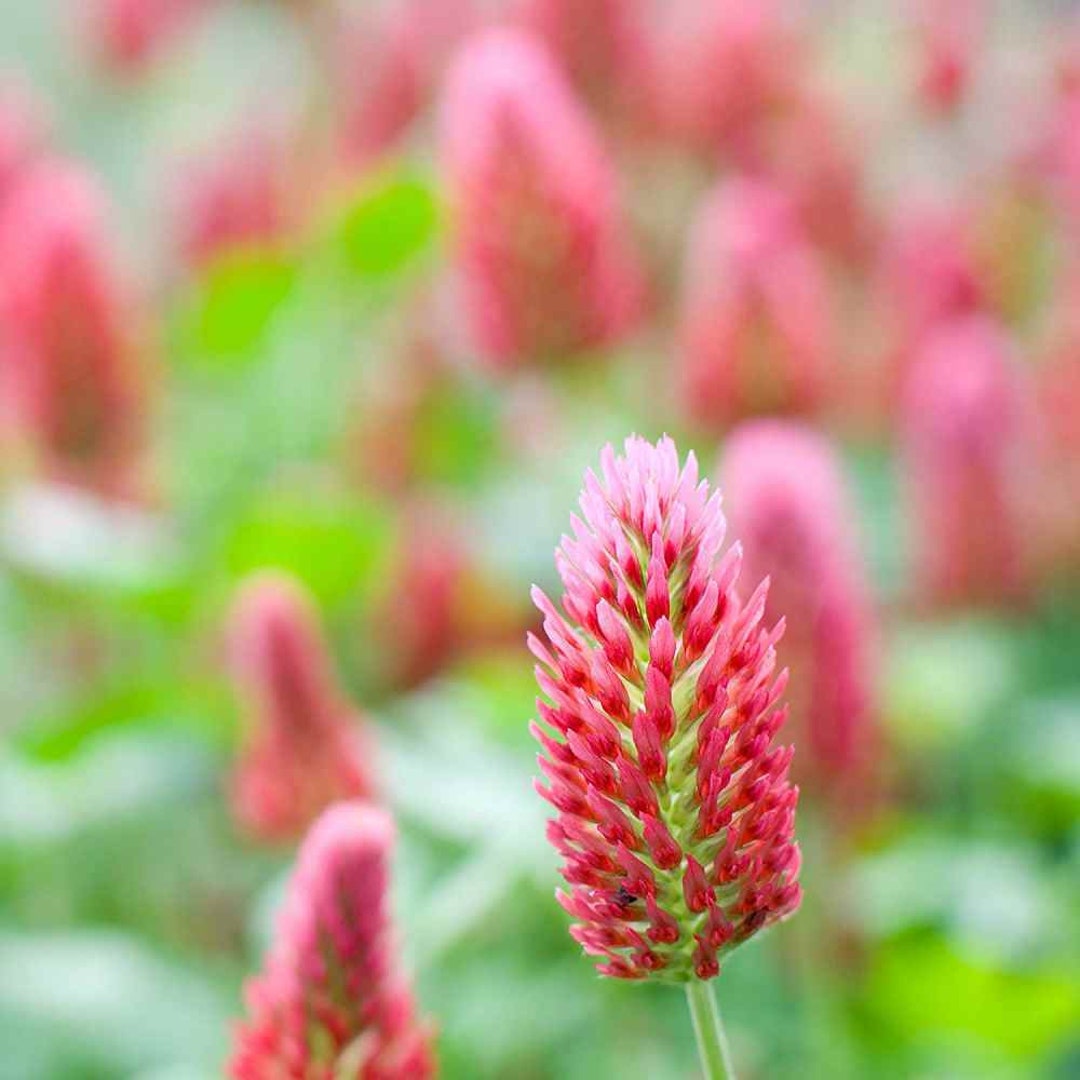 50 Dixie Clover Red Seeds for Planting Gorgeous Blooms Home Garden ...