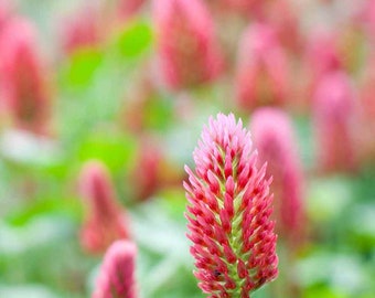 50 Dixie Clover Red Gorgeous blooms for flower beds or planters .Easy to grow Limited Supply Order Now