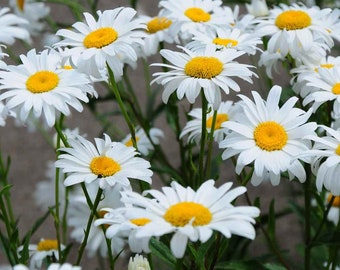 50 Shasta Daisy flower seeds perennial Easy plant to grow gorgeous blooms Limited Supply Order Now !