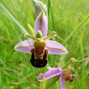 100 Laughing Bumble bee Orchid seed nd 20 Naked man Orchid seed Rare free Gift Nice home plant Limited supply Order now image 4