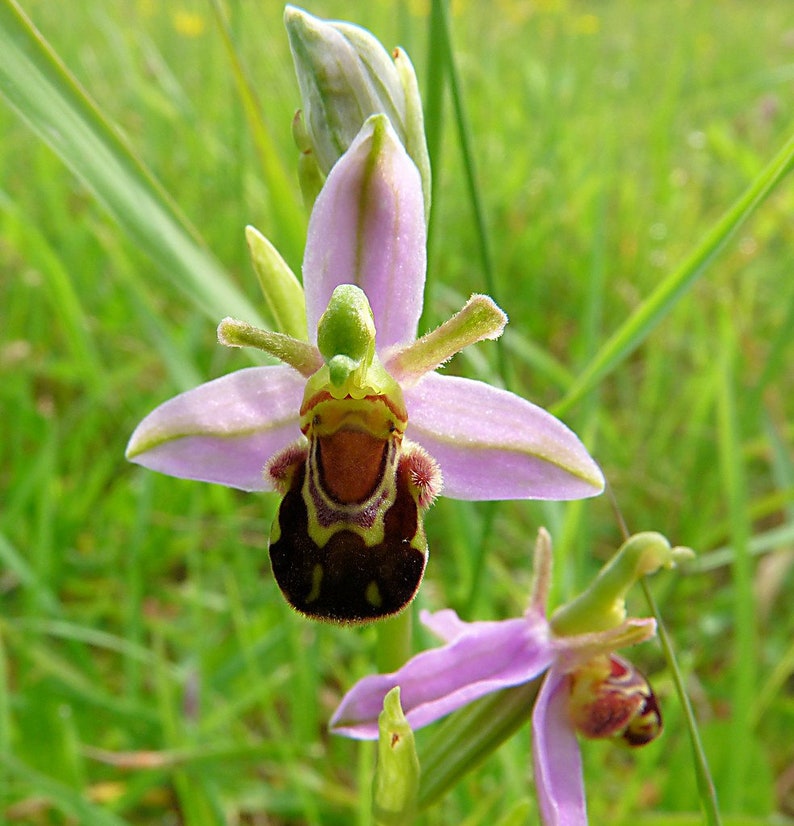 100 Laughing Bumble bee Orchid seed nd 20 Naked man Orchid seed Rare free Gift Nice home plant Limited supply Order now image 4