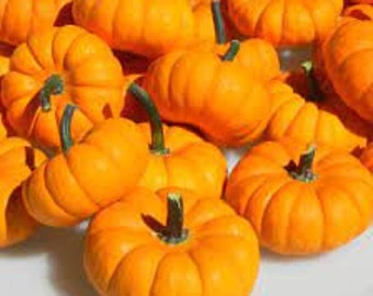 15 Pumpkin seeds Jack  Non GMO be Little Fun and easy to grow USA Shipping only Limited Supply Order Now