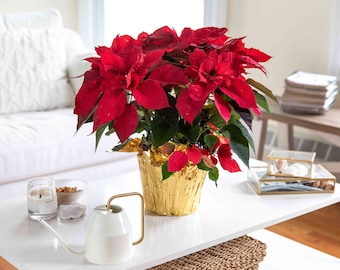 20 Poinsettia seeds and 20 Purple Holiday Cactus seeds Easy and fun to grow Fresh seed plus free Gift Limited Supply Order Now