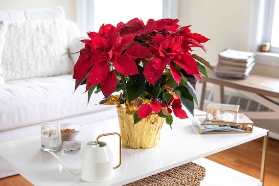 Poinsettia seeds 2024