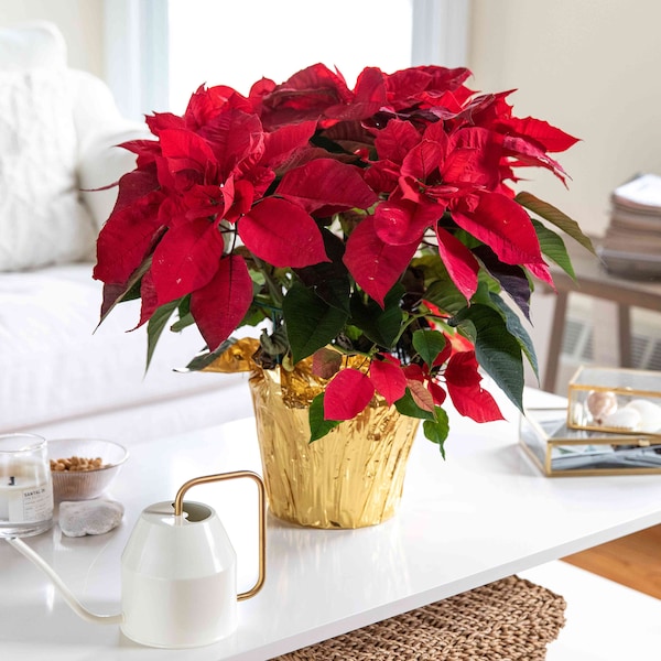 20 Poinsettia seeds and 20 Purple Holiday Cactus seeds Easy and fun to grow Fresh seed plus free Gift Limited Supply Order Now